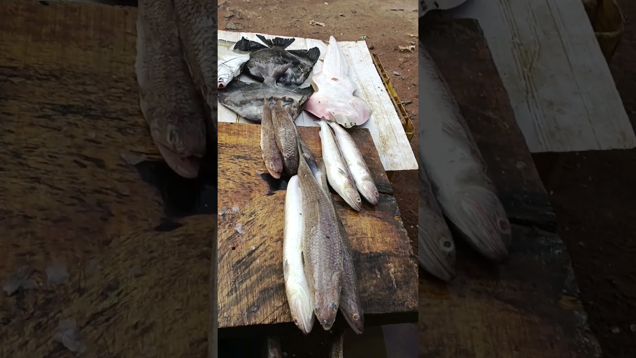 bismi fish