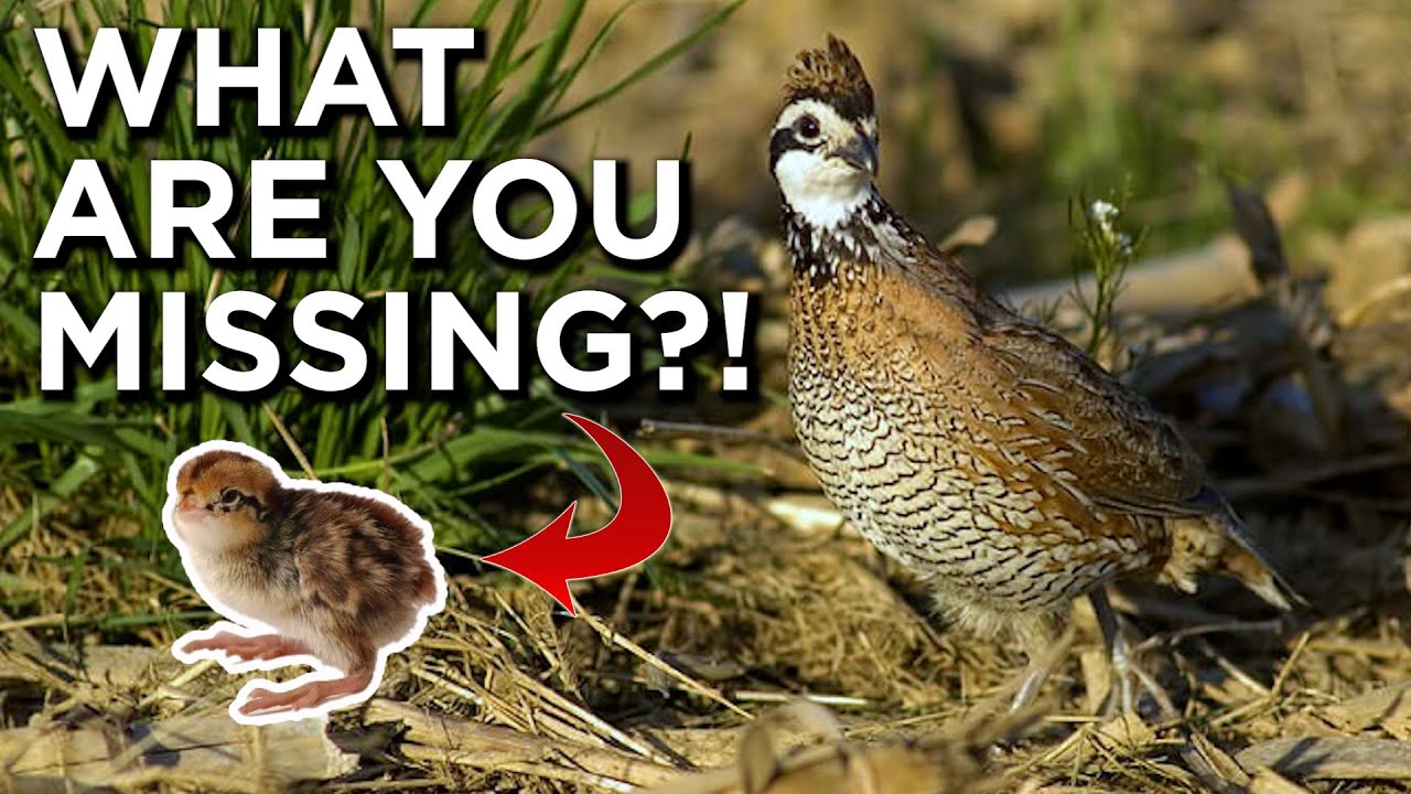 The MOST Limiting Factor For Quail, Turkey & Pheasants??