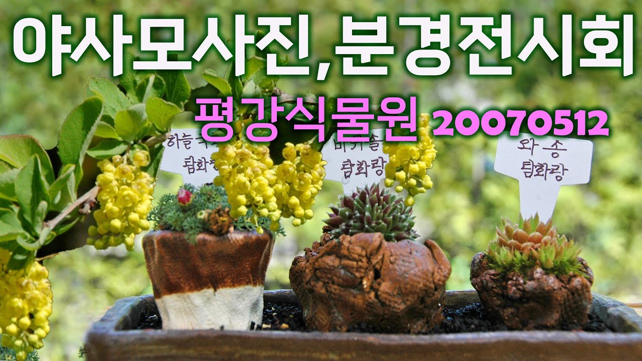 평강식물원 2007 5 12,  야생화 가득핀 현장에서 야생화 사진전과 분경 전시회를 개최하였던 기록영상.