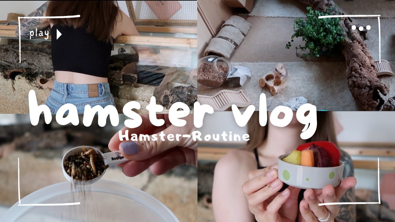 Meine Hamster Tages-Routine | Hamster Vlog