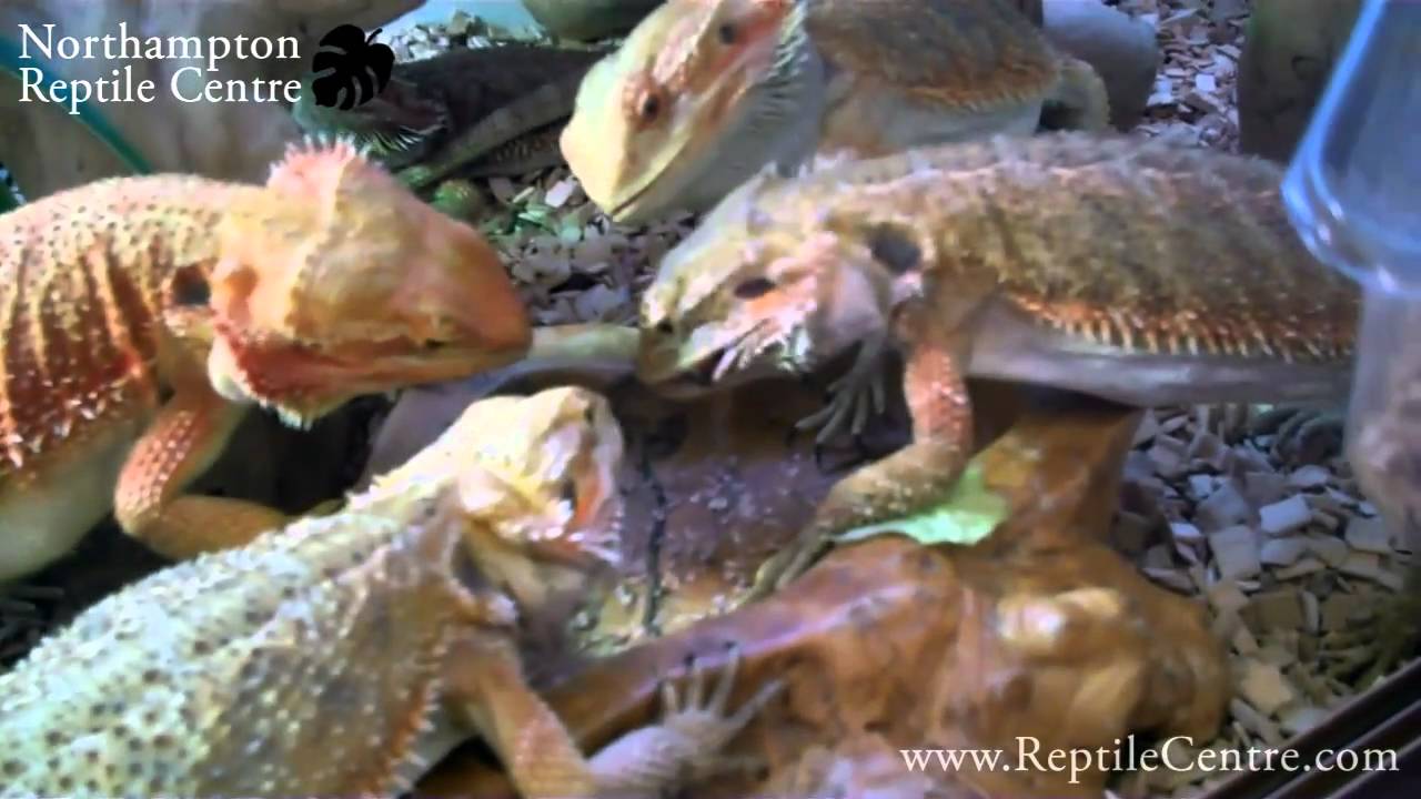 Bearded Dragons Eating Giant Mealworms (Morio Worms) (Zophobas morio)