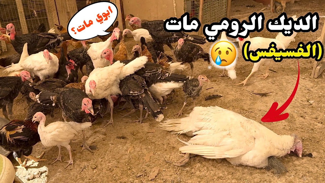 يوميات الدجاج🐓مات الفسيفس الاب🦃 تنظيف المزرعة + جمع البيض 