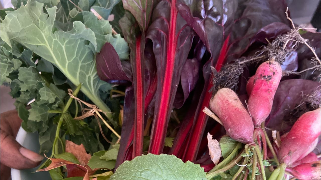 🍁Mulching Pots, Harvesting Kale, Radishes & Swiss Chard + more!!😄