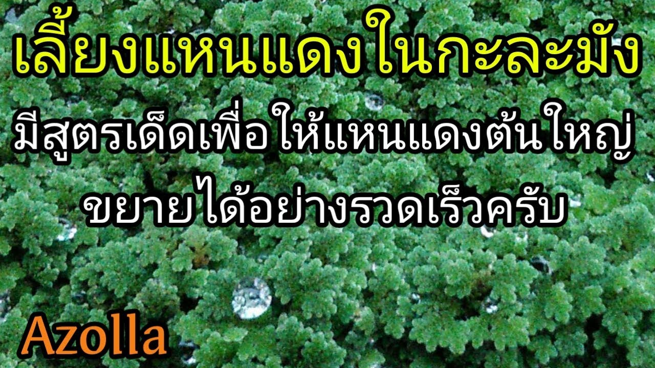 #ขายแหนแดง #แหนแดงสายพันธุ์ไมโครฟิลล่า เลี้ยงแหนแดงในกะละมัง