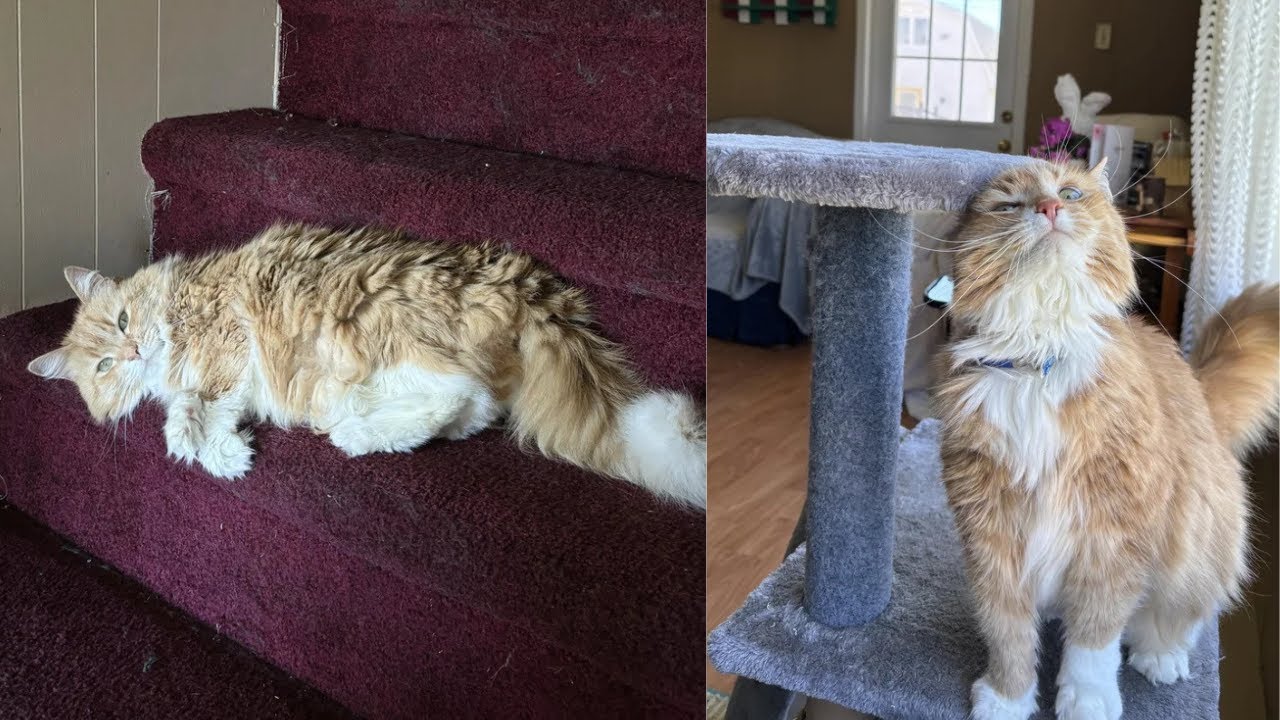 От забытого к вечной любви || Трогательная история усыновления пожилой кошки.