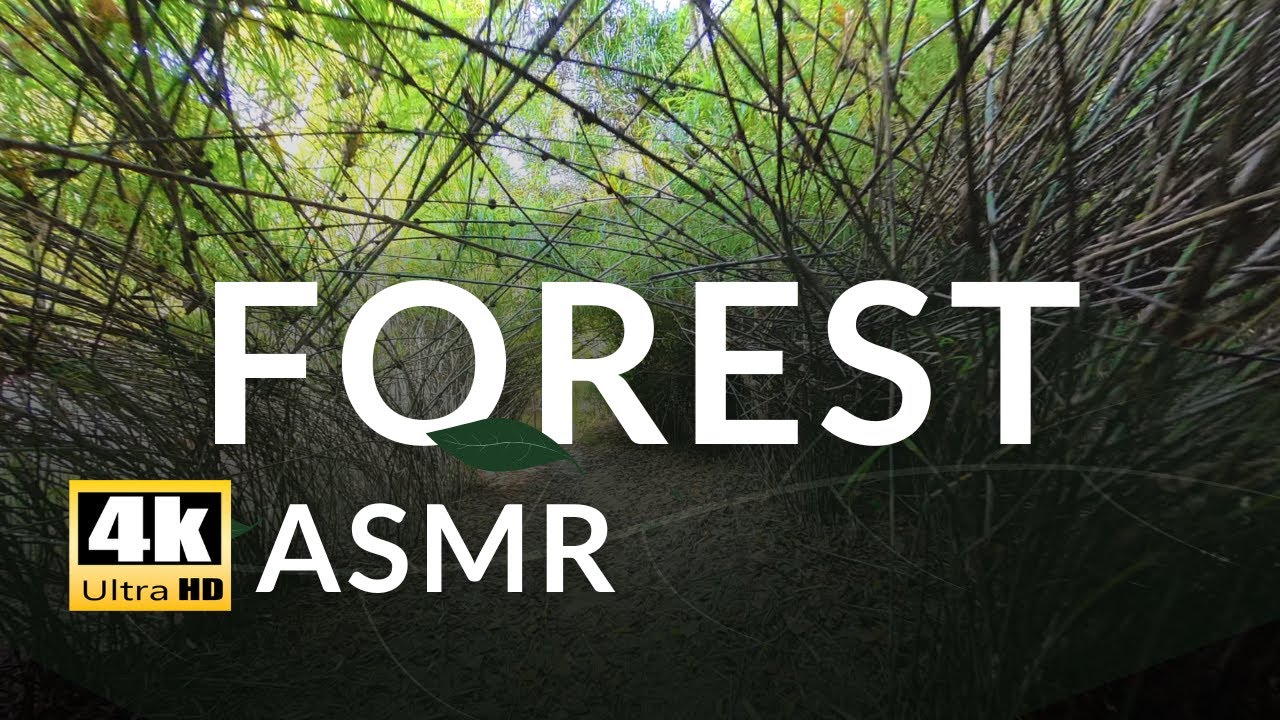 4K Refreshing Forest Walk | Sunny Nature Ambience | Birds & Wind for Relaxation/Focus