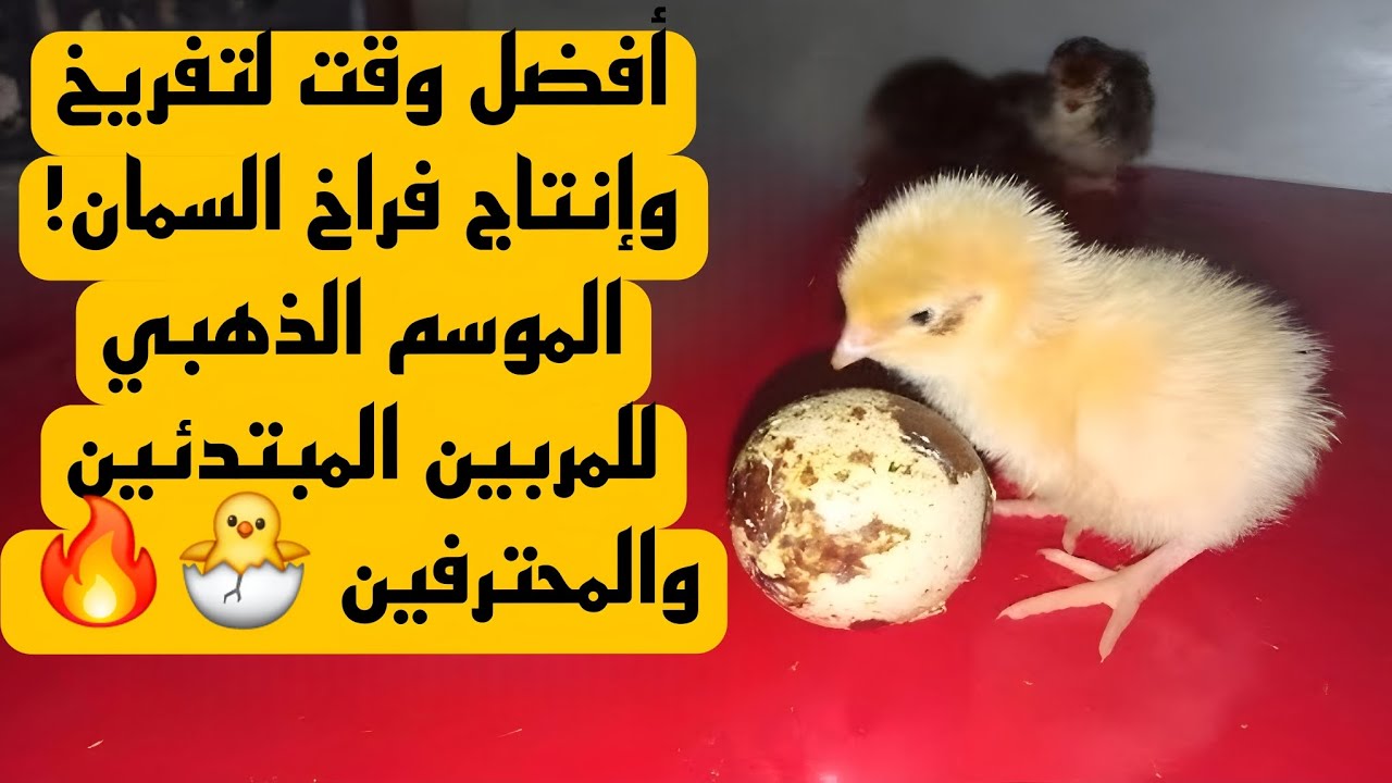 📌 أفضل وقت لإنتاج فراخ طائر السمان وتحقيق أعلى أرباح 💰 | متى تبدأ تربية السمان؟