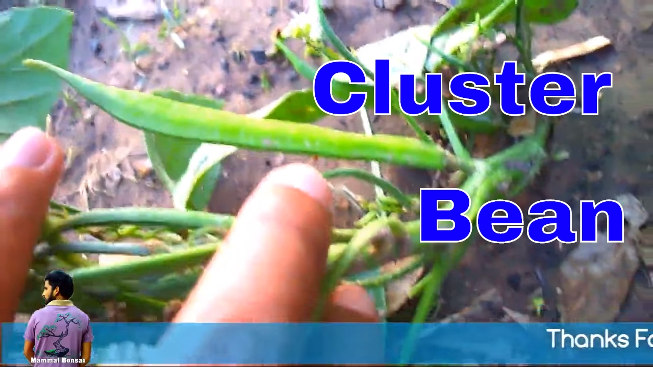 ऐसे उगाये ग्वार फली  /How to Grow Organic Cluster Beans with Update -7th May 2017/Mammal Bonsai