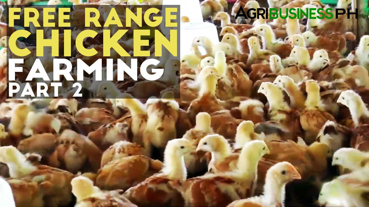 Free Range Chicken Farming Part 2 : Free Range Chicken | Agribusiness Philippines