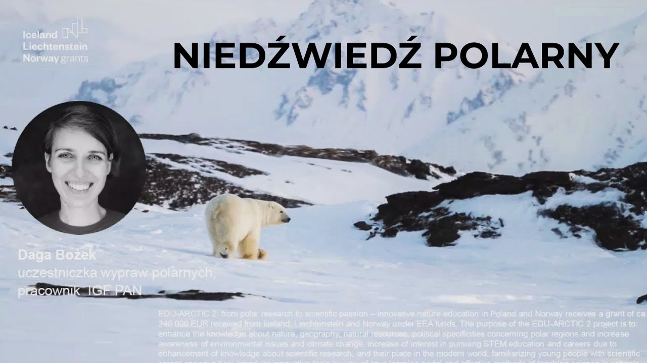 Niedźwiedź polarny / Dagmara Bożek