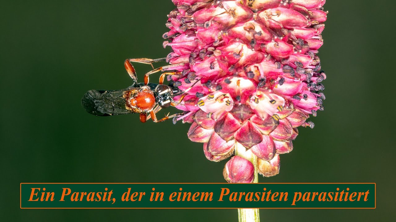 Neotypus melanocephalus - ein Parasit, der in einem Parasiten parasitiert