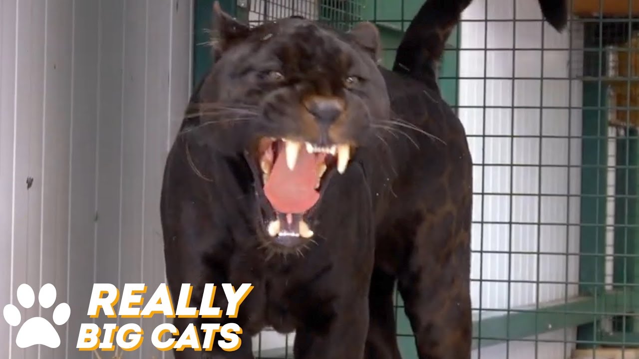 Jaguar Moves To The Big Cat Sanctuary