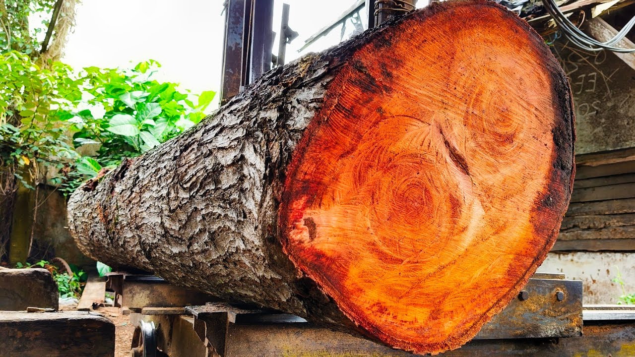 The beautiful and luxurious charm behind the mahogany wood in the sawmill