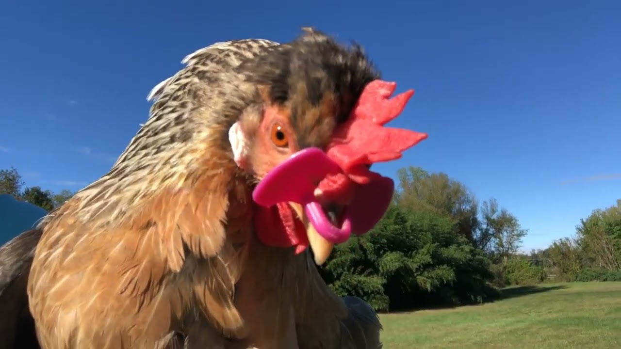 How We Stopped Our Chicken from Attacking - Buc~A~Buc Farm