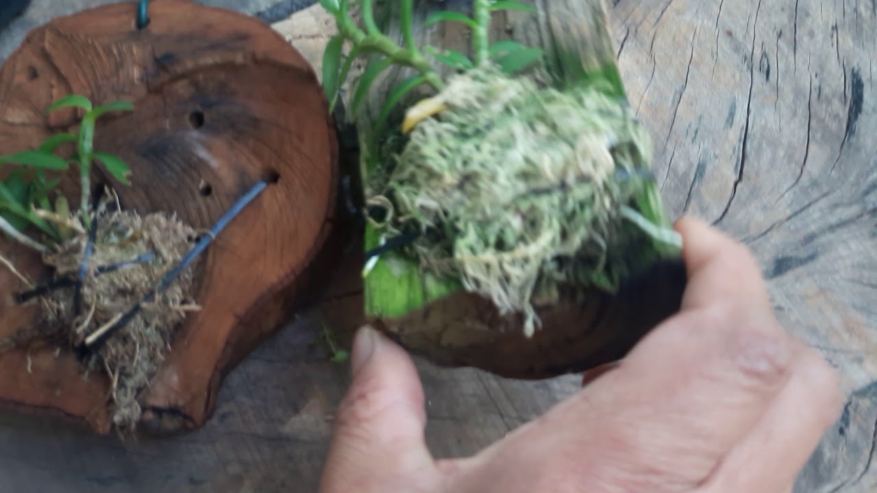 Dendrobium loddigesii  substrato, adubação luminosidade rega e ambiente