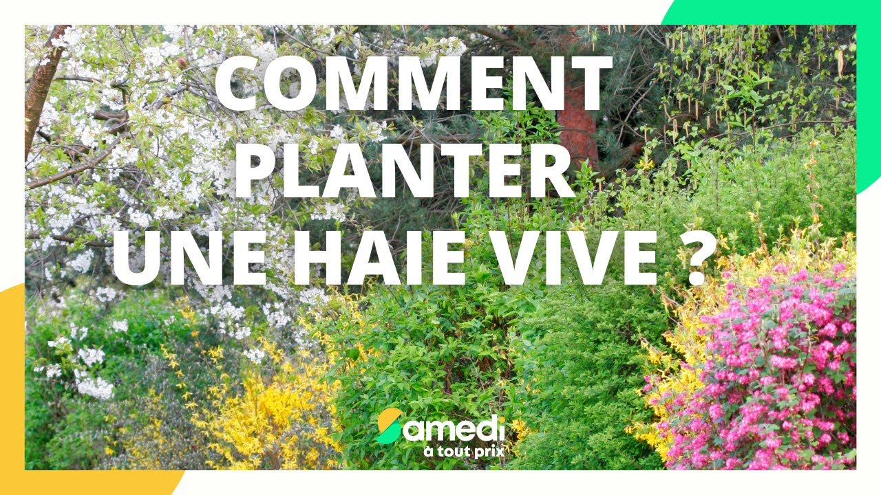 Comment planter une haie vive - Samedi à tout prix