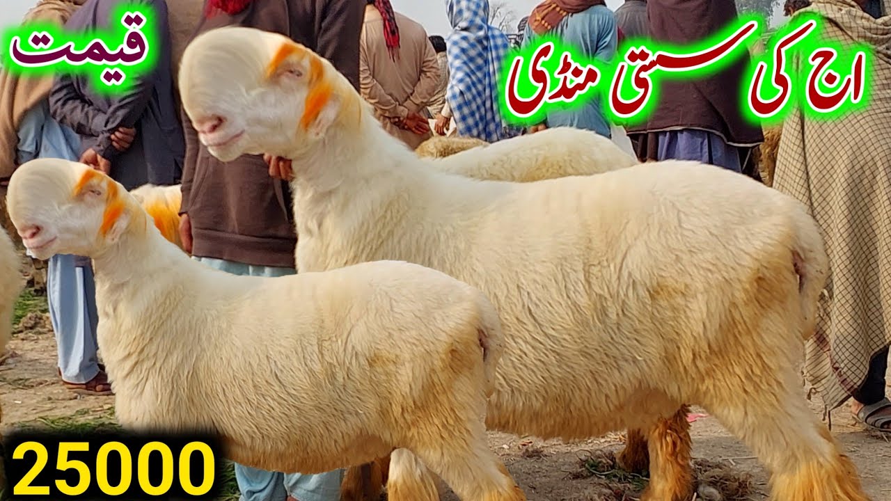 Kot Chutta Mundra Mandi | Pregnant Mundri Bherain | Zero Size Mundra Chhatre | Qurbani 2027 Update