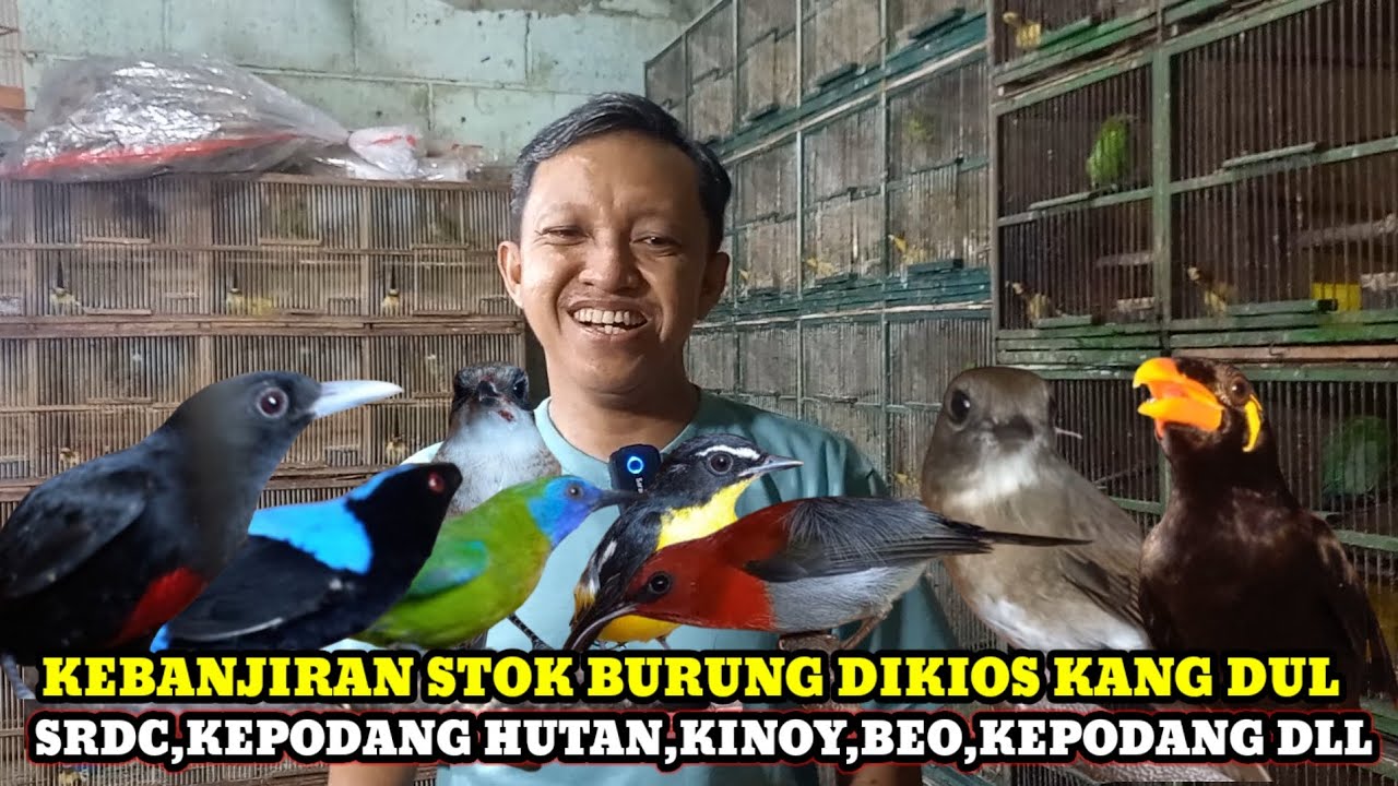 KEBAJIRAN STOK BURUNG!!!update harga burung dikios kang dul pasar burung pramuka hari ini
