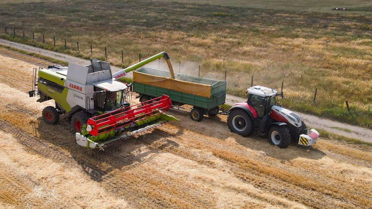 Helvéciai Suhancok: Gabona aratás 2025 [Claas Lexion 6600, Claas Lexion 650, Scania]