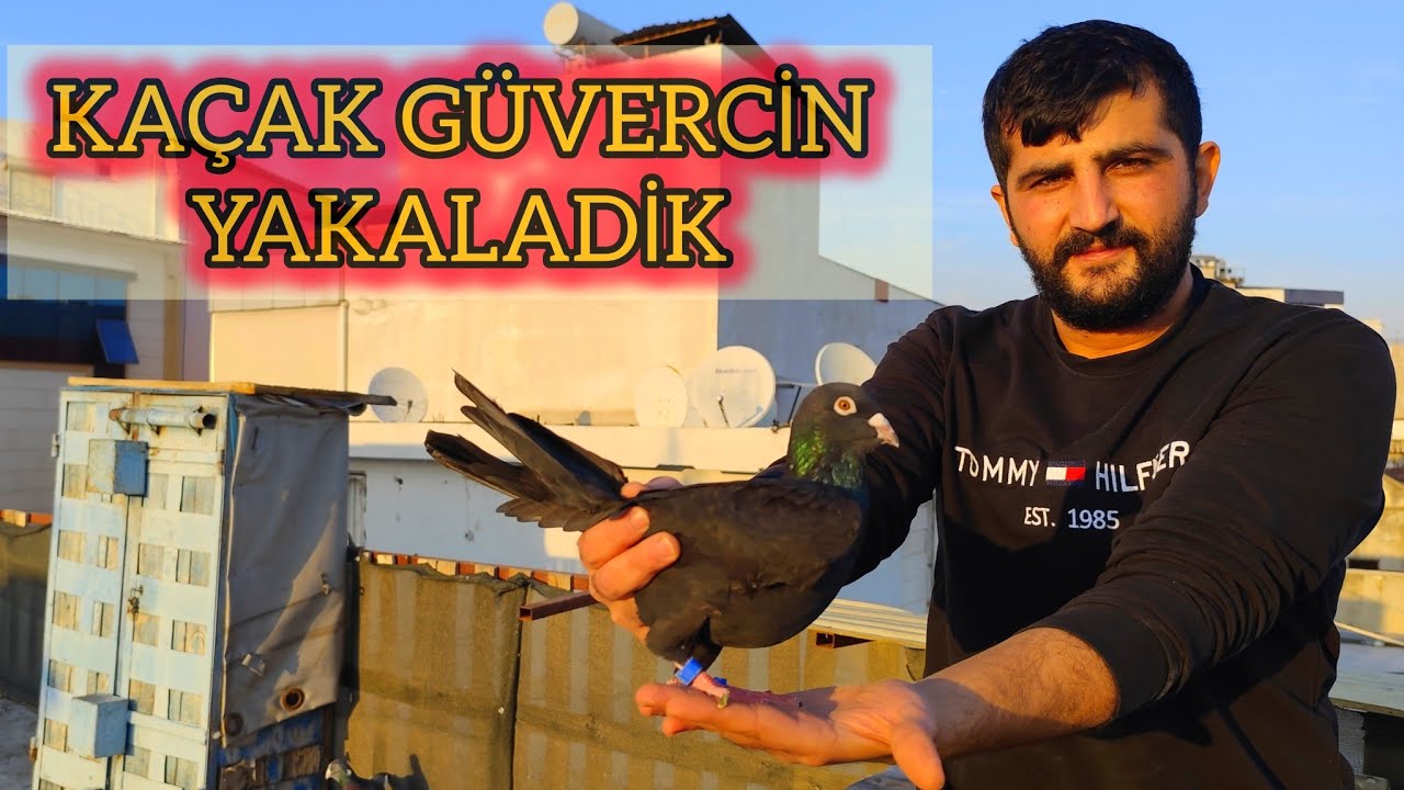 SİYAH KAÇAK GÜVERCİN YAKALADIK ! BALIKÇI SEDAT & SARİ BAHATTİN AFFETMEZ