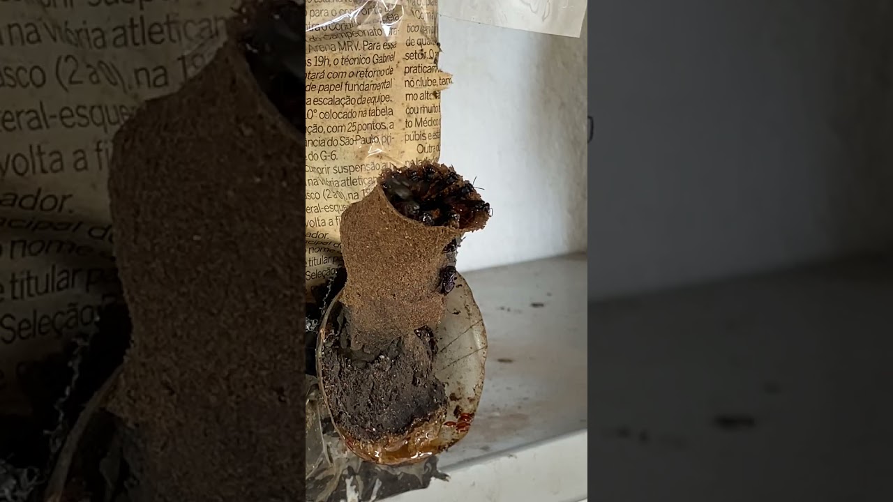 	Uma curiosidade incrível da abelha tubuna que pouca gente sabe
