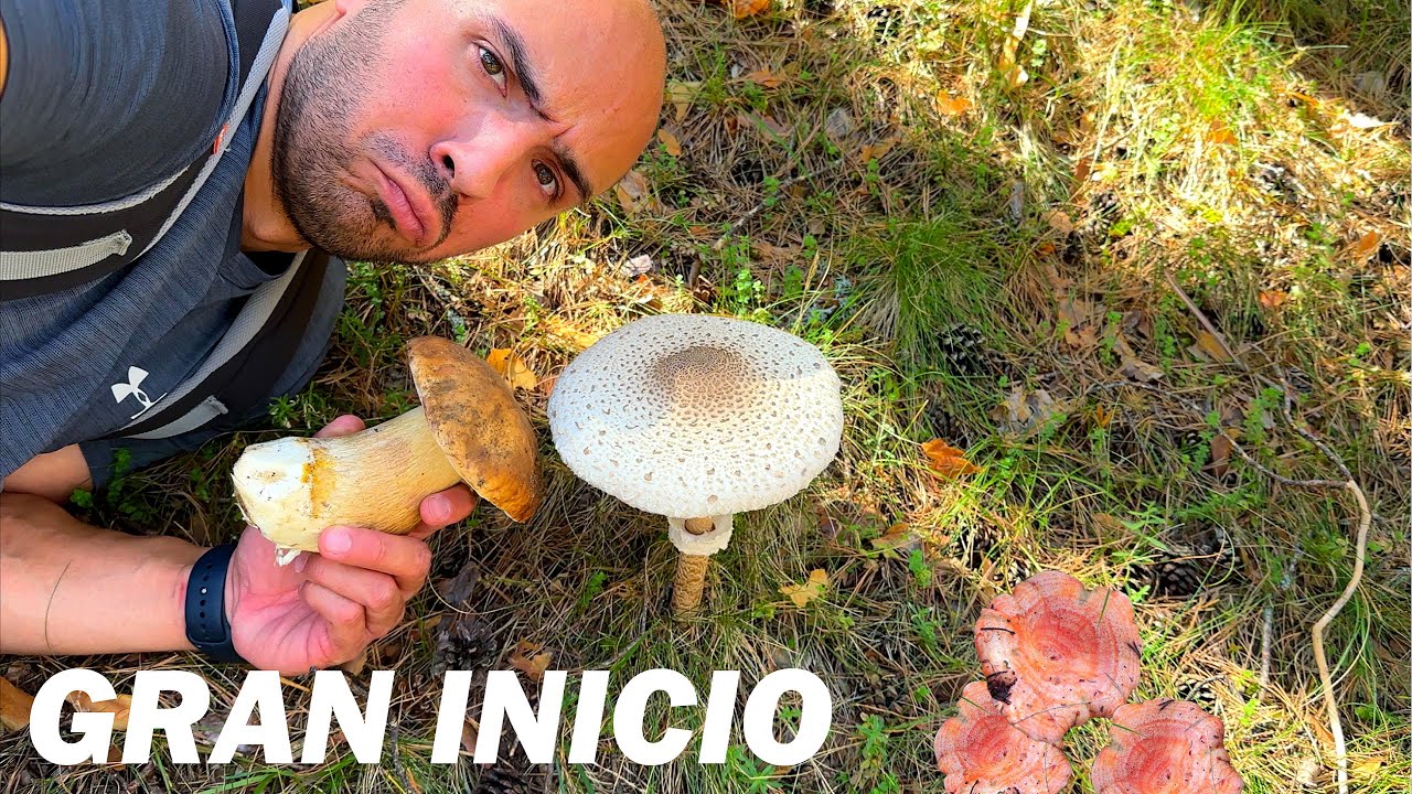 NÍSCALOS, MACROLEPIOTAS, EDULIS Y PINíCOLAS EN UN SOLO DIA