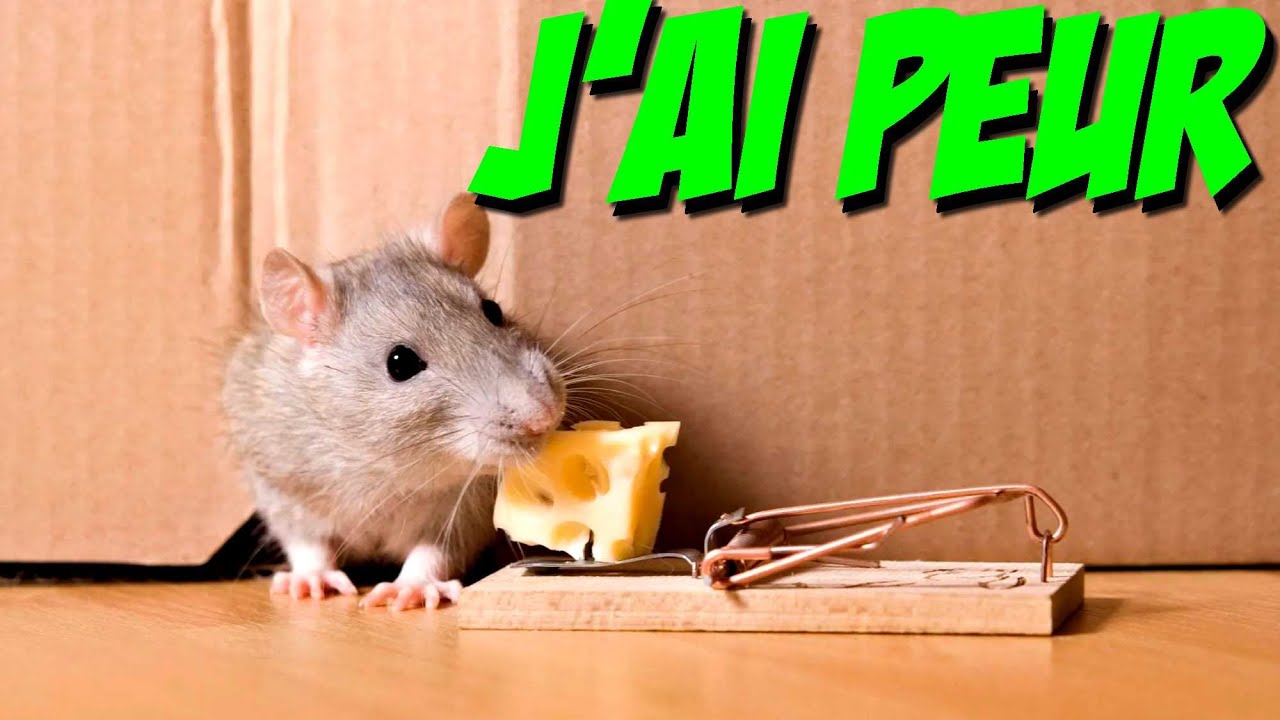 J'AI PEUR D'UNE SOURIS A 27 ANS ...