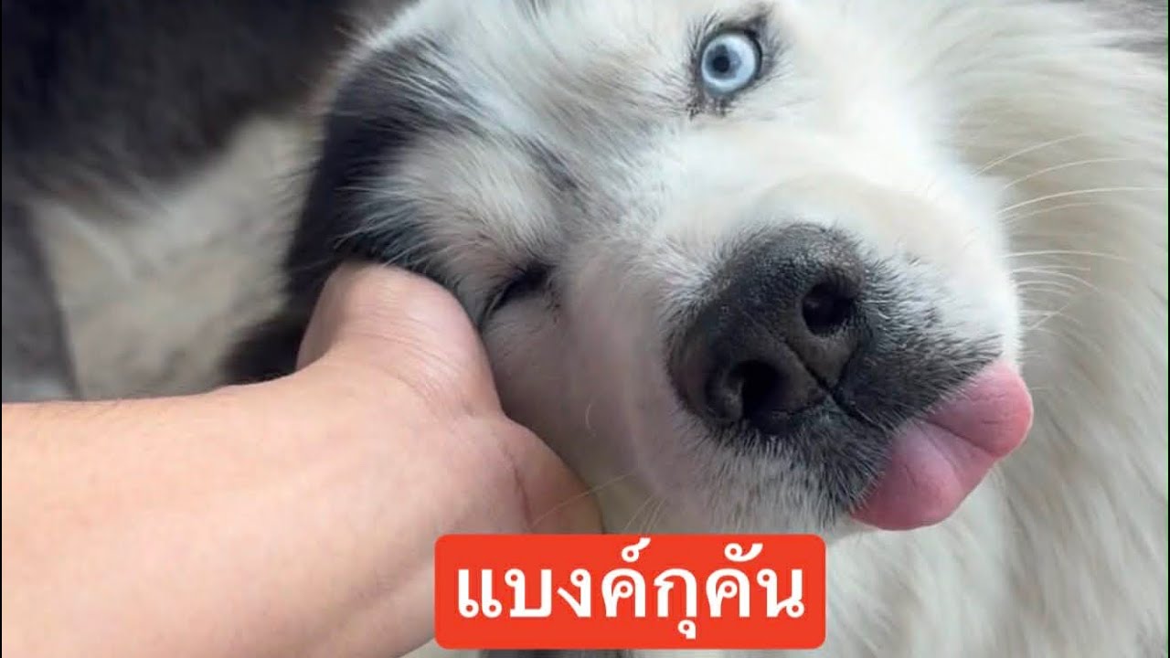 กุเป็นหยังนิแบงค์คือคันคักแท้