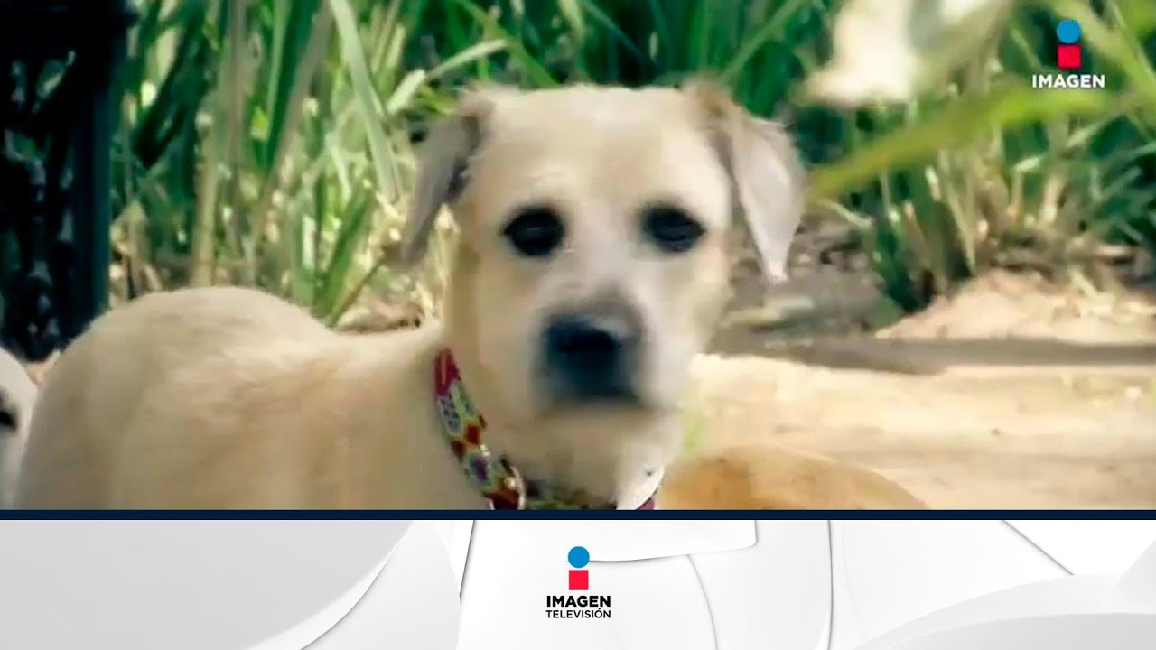 &iexcl;Aumenta secuestro de perros en la CDMX! | Noticias con Francisco Zea