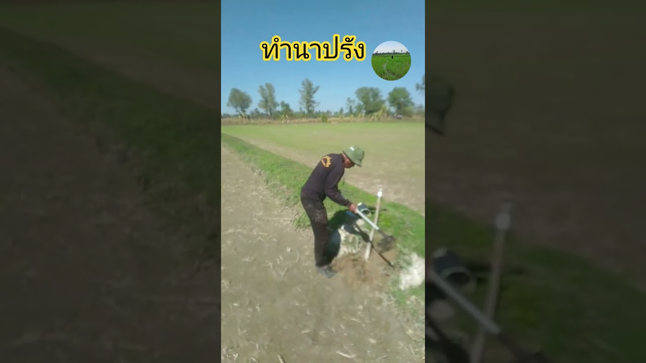 #Off-season rice farming