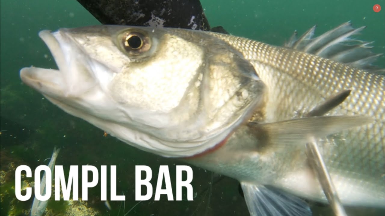 Compilation chasse sous marine express en Bretagne ( Bar et homard )