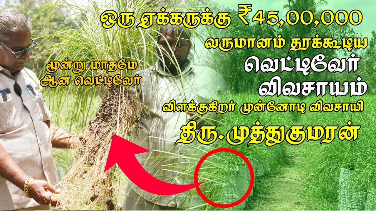 ஒரு ஏக்கருக்கு ₹45,00,000 வருமானம் தரக்கூடிய வெட்டிவேர் விவசாயம் விளக்குகிறர் முன்னோடி விவசாயி