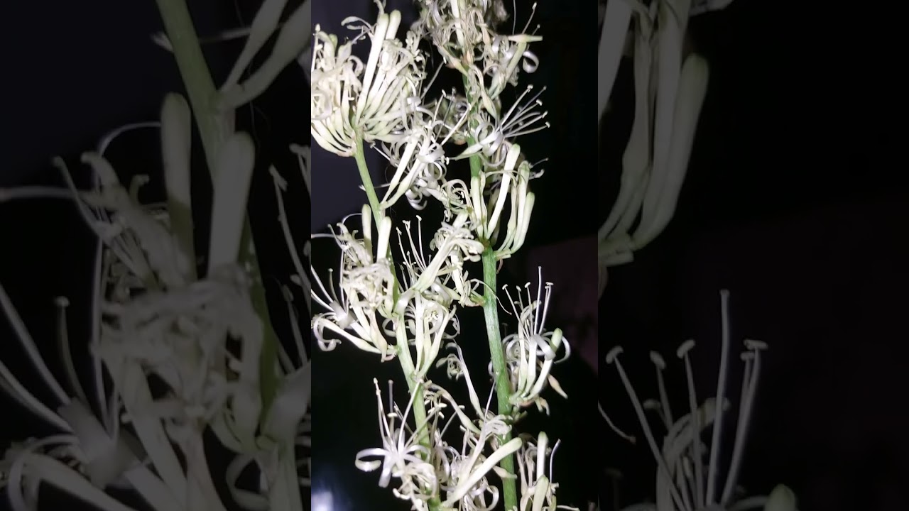 Do you know this late bloomer flower that scents in the middle of darkness?