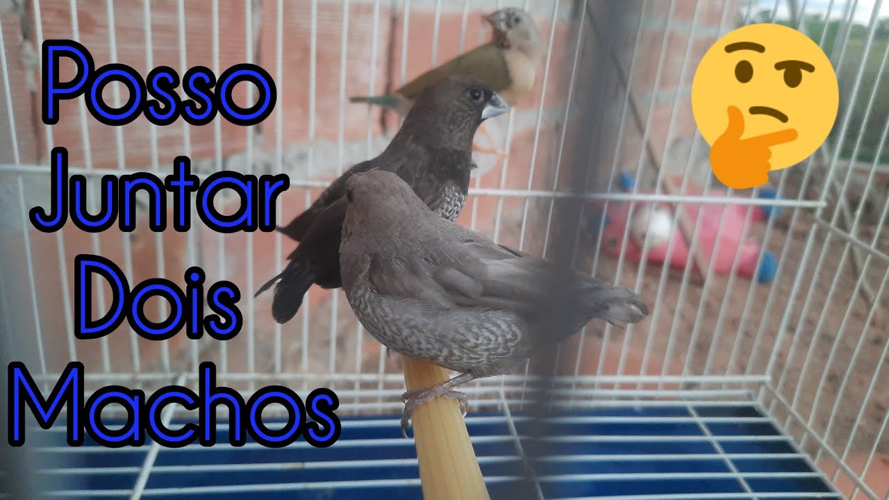 Posso colocar 2 manon machos pra chocar ovos de outras aves ??