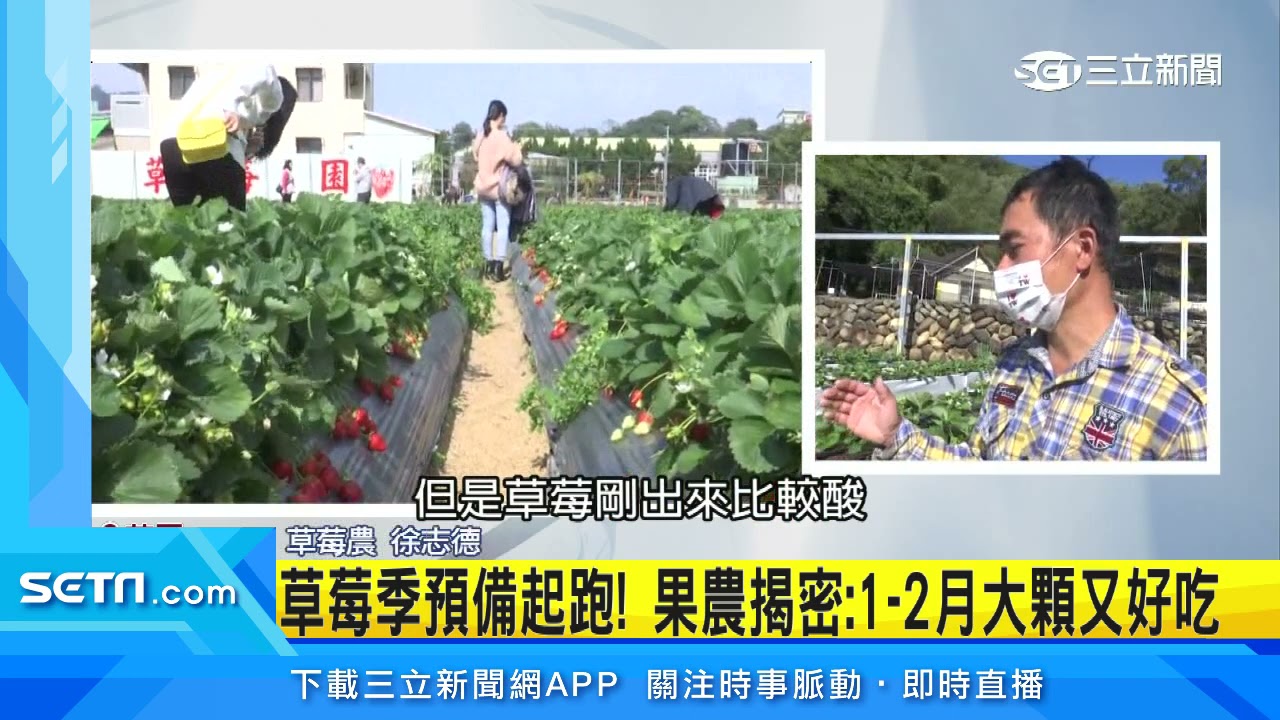 草莓只在冬天有？果農曝「11月到隔年4月」｜三立新聞台