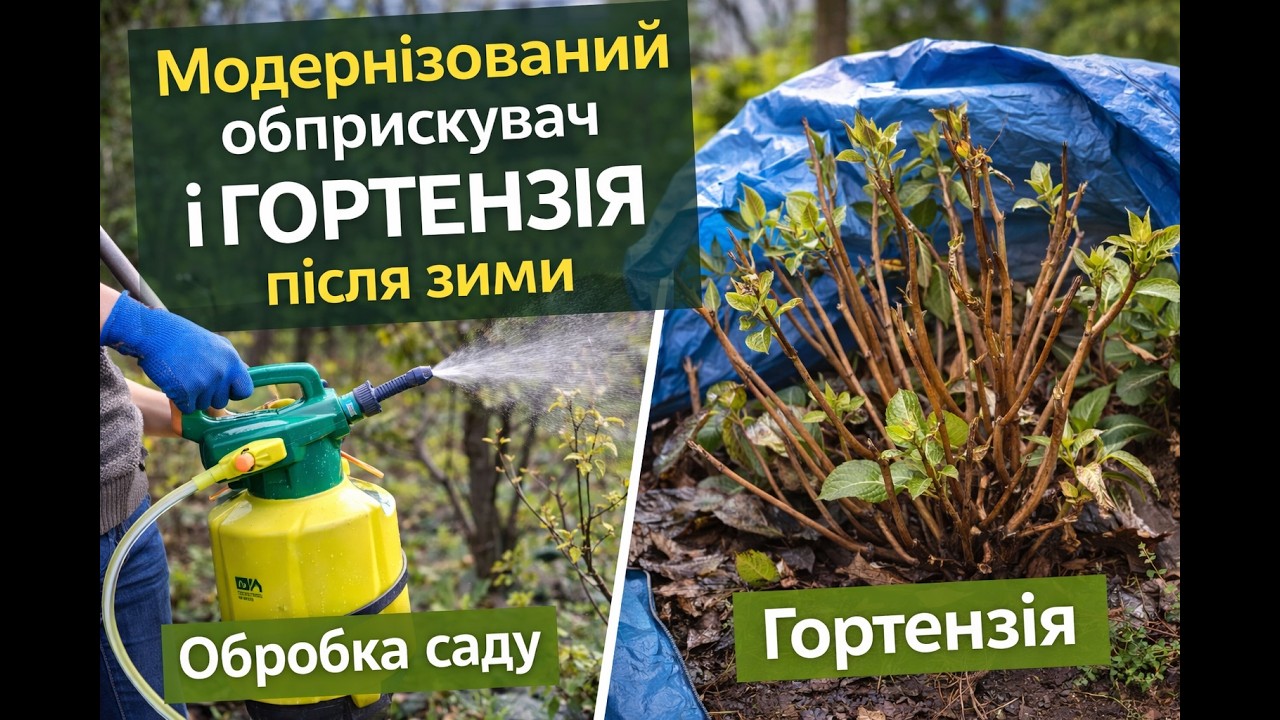 Весняна обробка саду без важкої праці:наш модернізований обприскувач. Гортензія після зимівлі.