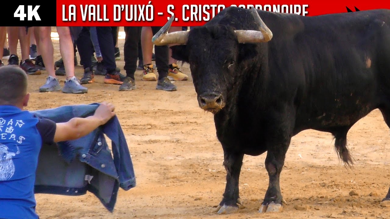 4K ▪ LA VALL D´UIXÓ ▪ Fiestas Santísimo Cristo Carbonaire ▶ Toros bravos