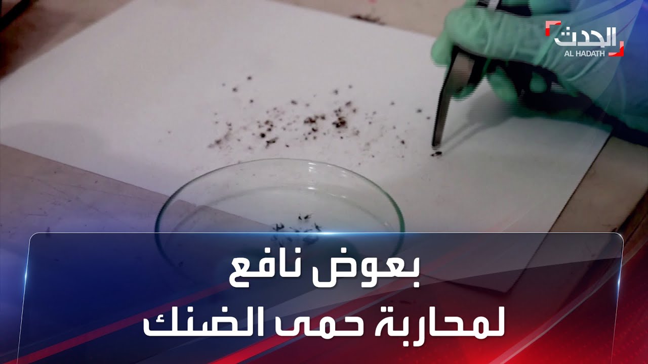 باحثون يتوصلون لطريقة لمكافحة حمى الضنك.. والنتائج مبشرة