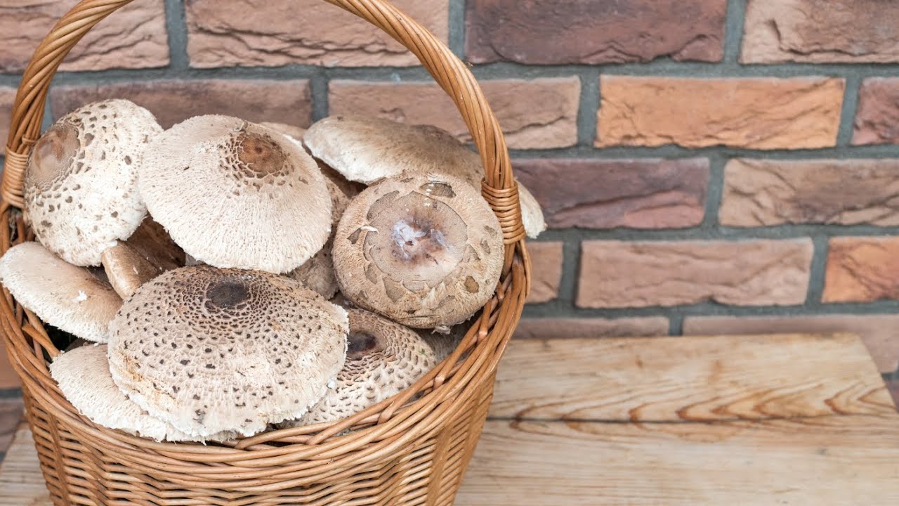 Keď sa vyberieš s fenkou Pampi na hubačku 🍄‍🟫🍄, tak to môže dopadnúť aj takto.