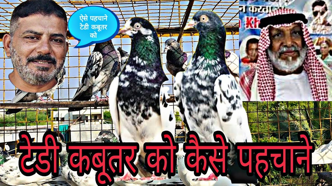 #teddykabootar Kaise Pehchan Karen By Ustad Kabeer Sahab