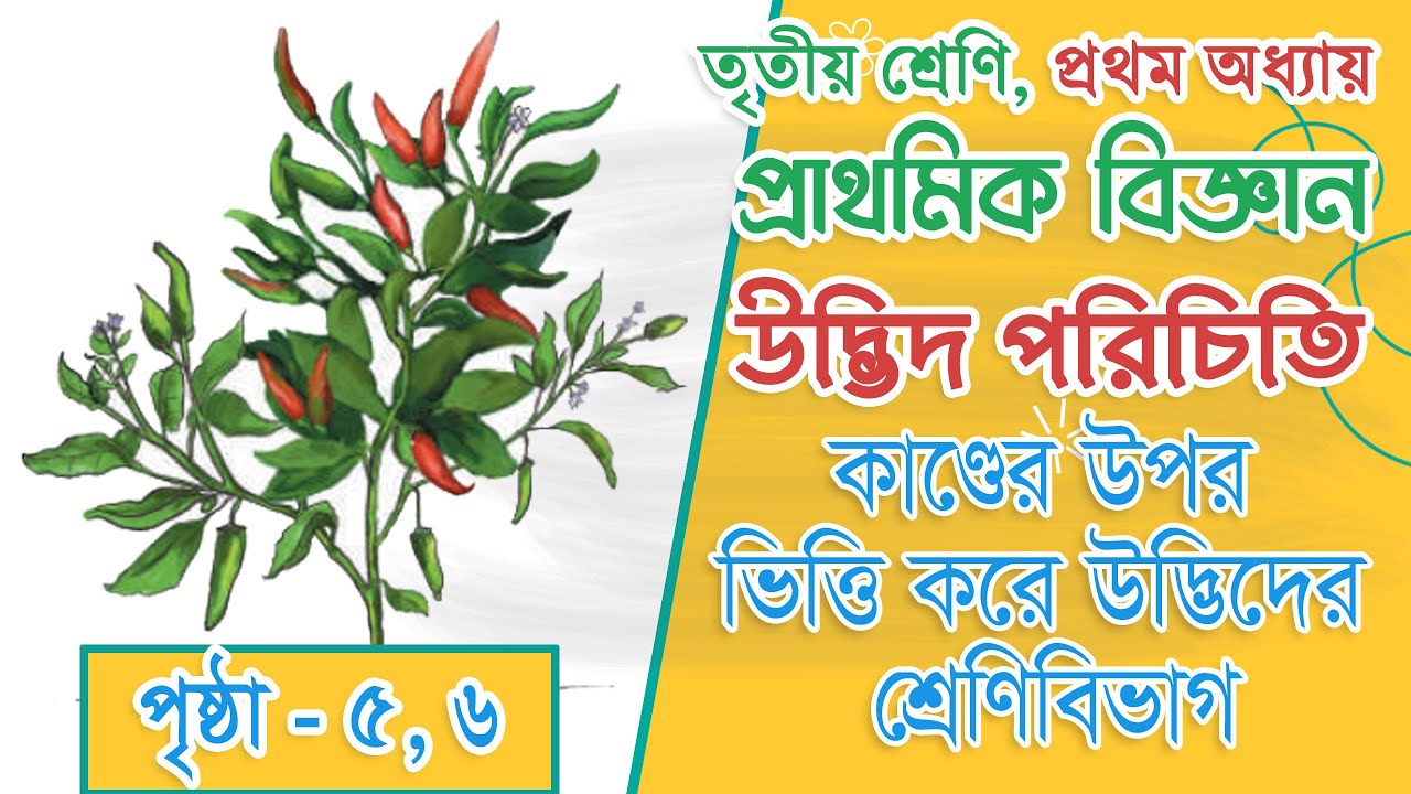 Class 3 Science | Chapter 1 | উদ্ভিদ পরিচিতি | কাণ্ডের উপর ভিত্তি করে উদ্ভিদের শ্রেণিবিভাগ
