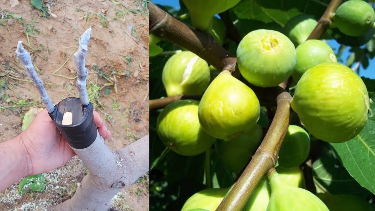 تطعيم شجرة التين بالقلم ، متى يكون التطعيم؟ وكيف يزيد التطعيم ثمار شجرة التين(fig grafting)