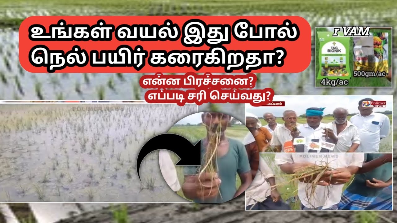 விவசாயிகளுக்கு தான் புது புது பிரச்சனையாக வருகிறது | paddy field damage