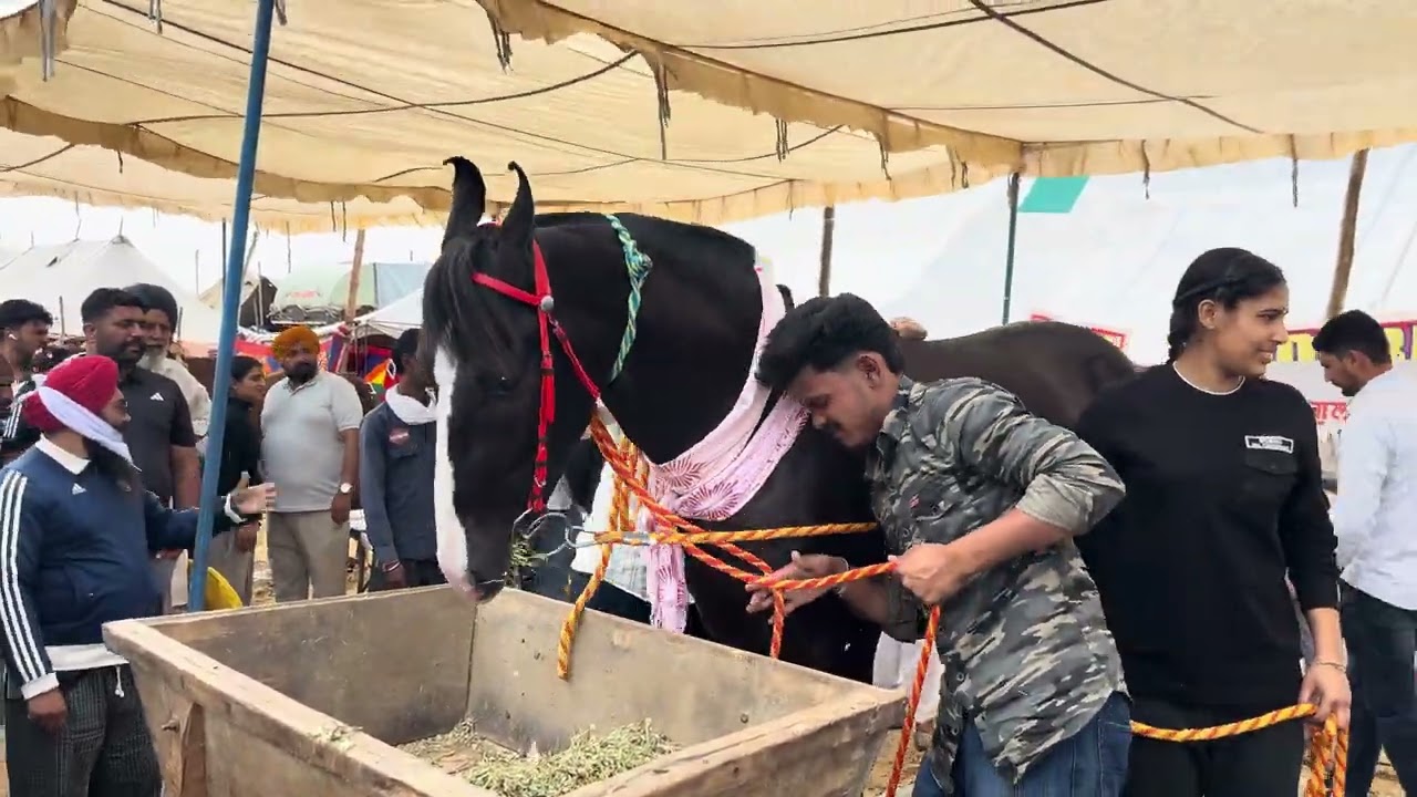 Hanumangarh horse mela shru | हनुमानगढ़ घोड़ो का मेला शुरू ॥पंजाब से लेकर राजस्थान पहुचे 