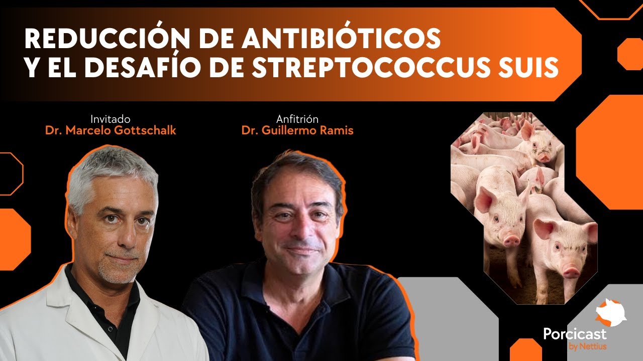 #09 - Reducción de antibióticos y el desafío de Streptococcus suis