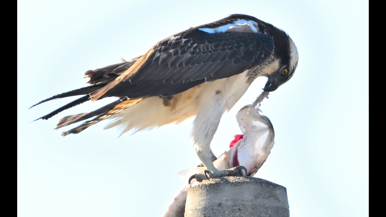2026年　末年始の鳥撮り　 ミサゴ・チュウヒほか
