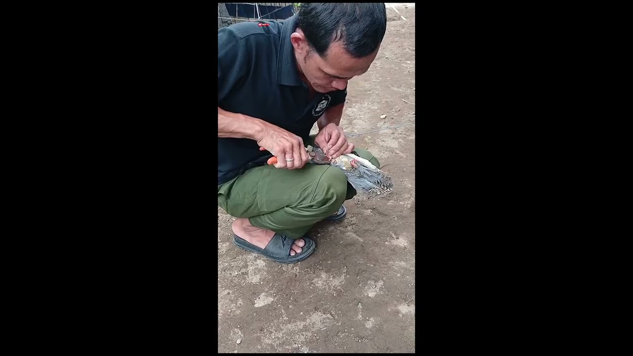 Burung yang malang nemu dekat rumah....