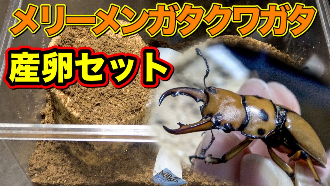 メリーメンガタクワガタ！の産卵セットにひと手間加えて組みました！Homoderus mellyi