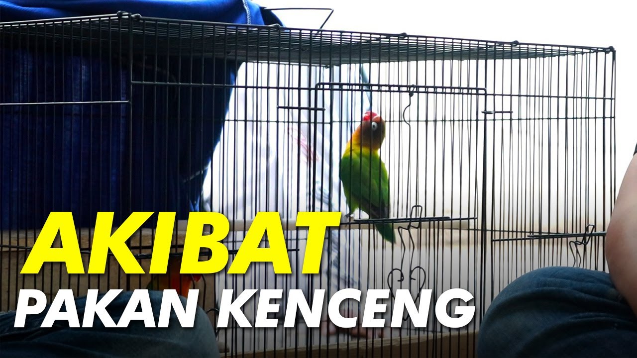 Niatnya Pakai Pakan Kenceng Biar Cepet Produksi eh Tiba tiba Lovebirdnya Jadi Konslet