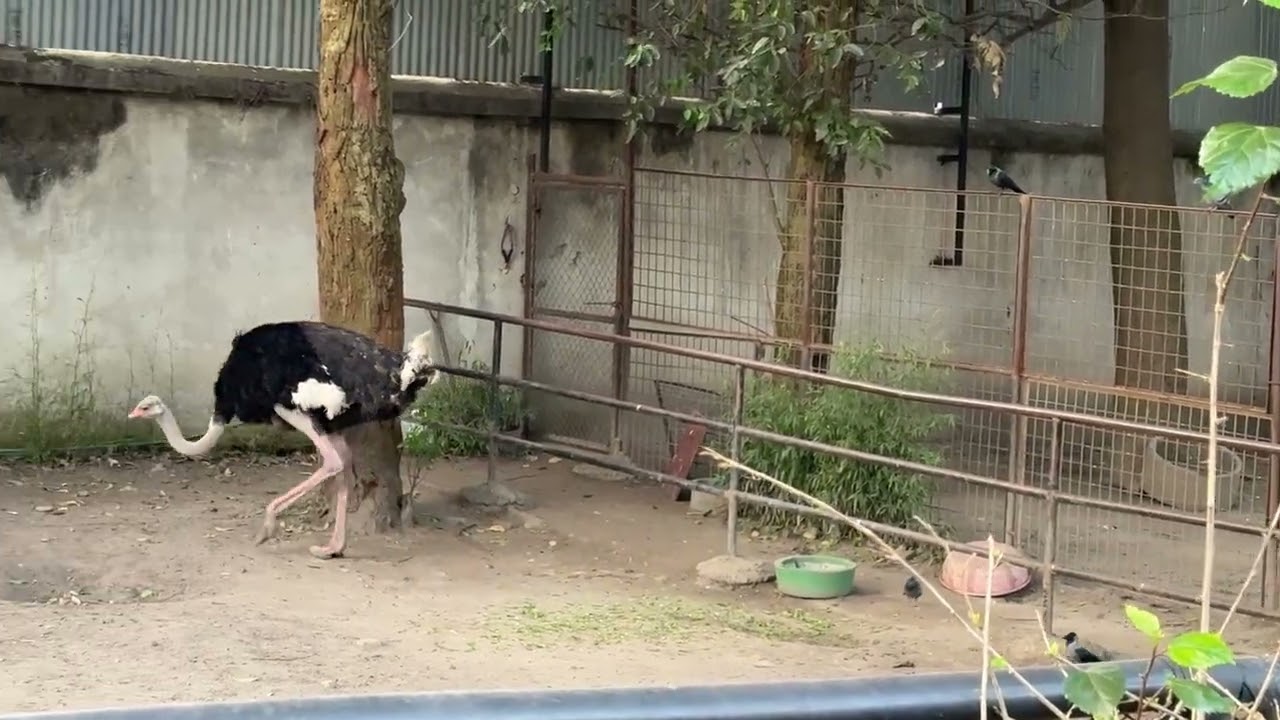 Ostrich 